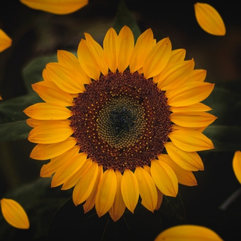 Meet your Posher, Jade